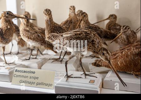 The common snipe (Gallinago gallinago) is a small, stocky wader native to the Old World Stock Photo