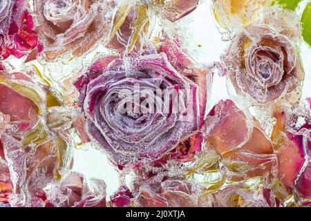 Frozen Flower ice background. Fresh beautiful flower of and air bubbles in the ice cube. Frozen Flora Stock Photo
