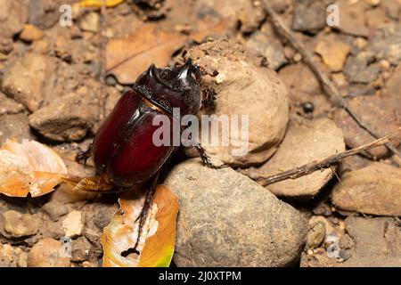 Strategus aloeus, the ox beetle, is a species of rhinoceros beetle, big bug founded in Carara National Park - Tarcoles, Wildlife in Costa Rica. Stock Photo