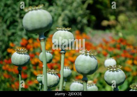 Seed pods of the Giant Opium Poppy Pionvallmo (Papaver somniferum) Stock Photo