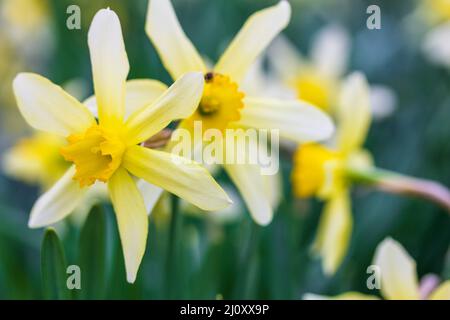 Yellow daffodil flowers on a spring morning close-up Stock Photo