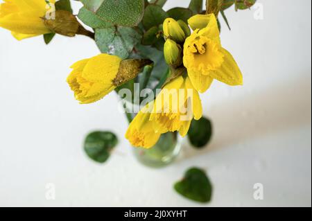 Bouquet of dewy daffodil and eucalyptus in glass vase on white background, closeup. Stock Photo