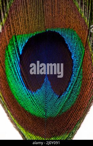 Close-up of peacock feathers showing their vibrant, iridescent colors, texture, and details Stock Photo