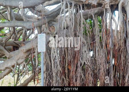 A close up of the Banyan Fig tree (Ficus benghalensis) native to the Indian subcontinent, at Balmoral Beach in Sydney, dwarfs the nearby parking sign Stock Photo