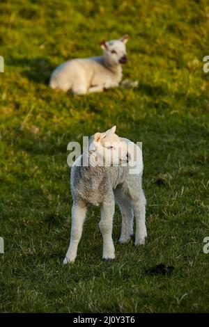 Two newborn lambs on grass.One standing, one lying. Stock Photo