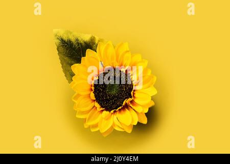 Sunflower on yellow background Stock Photo