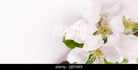 Flowers of a wild apple tree and buds on a white background. Stock Photo