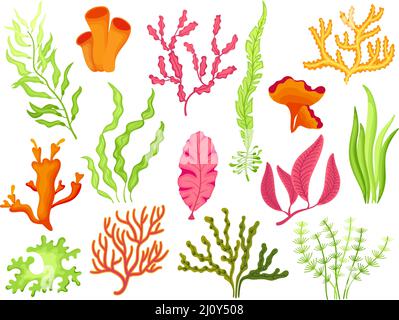 Seaweed. Cartoon seaweeds, kelp and corals. Aquatic plants with leaves.  Natural marine and aquarium elements, water decor objects, neat vector set Stock  Vector Image & Art - Alamy