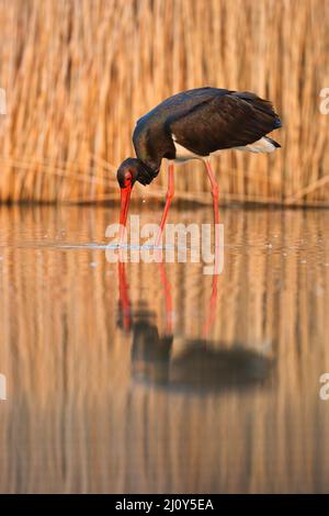 Black stork fishing in wetland with reflectrion in sunset Stock Photo