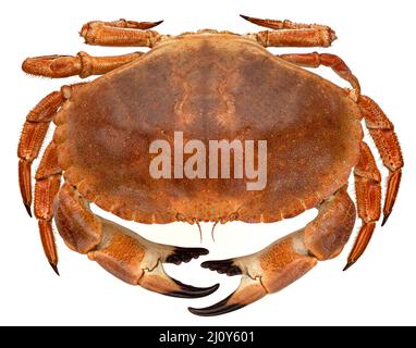 Cooked crab isolated on white background Stock Photo