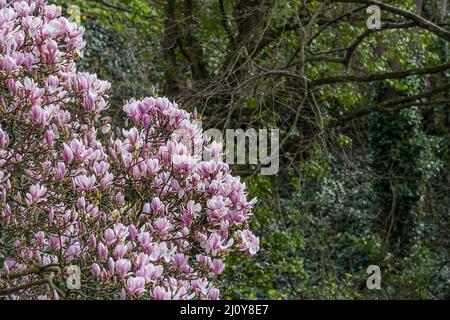 A spectacular display of flowers blooms on a Magnolia Tree Magnolia x soulangeana in Trenance Gardens in Newquay in Cornwall. Stock Photo