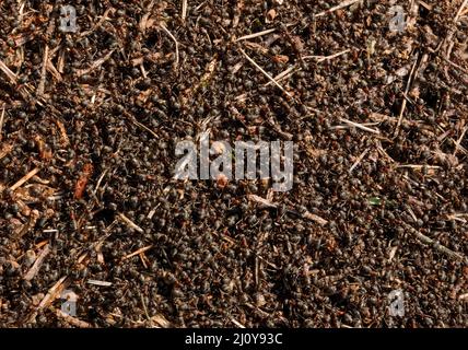 Top view of the anthill of Red wood ants, ants crawling al over Stock Photo