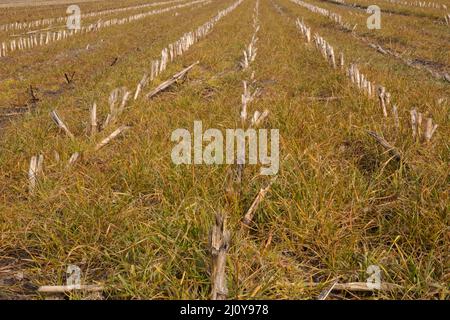 Effect of glyphosate herbicide sprayed on grass weeds between stubbles of maize Stock Photo