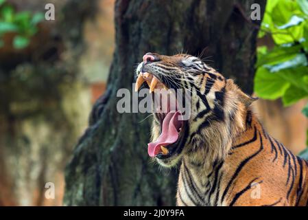 Sumatran tiger with mouth wide open Stock Photo