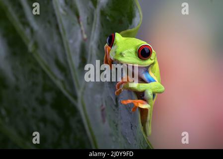 Red eyed tree frog sitting on leaf Stock Photo