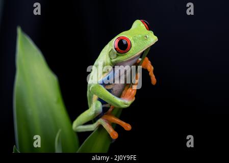 Red eyed tree frog sitting on leaf Stock Photo