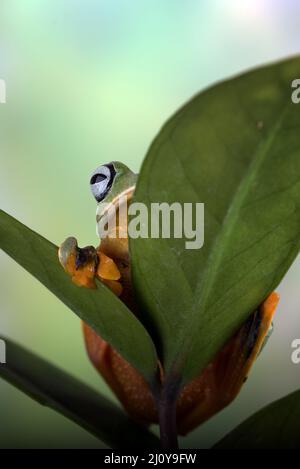 Green tree frog sitting on leaf Stock Photo