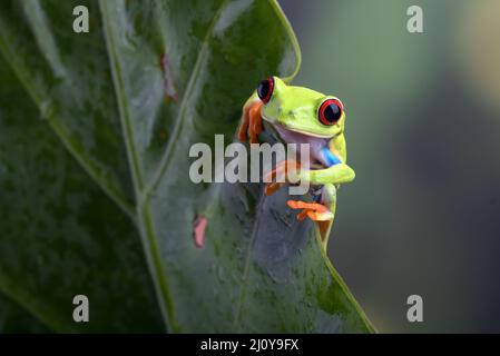 Red eyed tree frog sitting on leaf Stock Photo