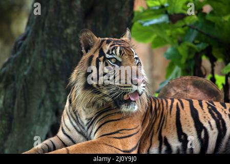 Close up photo of sumatran tiger Stock Photo