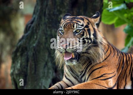 Close up photo of sumatran tiger Stock Photo