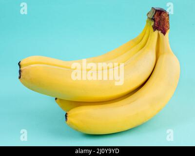 Big bunch of ripe yellow bananas on bright blue background Stock Photo