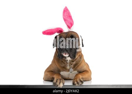 adorable bunny easter boxer dog with heandband looking up and laying down on white table on white background in studio Stock Photo
