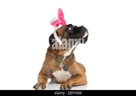 eager boxer dog with bunny ears headband looking up and side and laying down on white background in studio Stock Photo