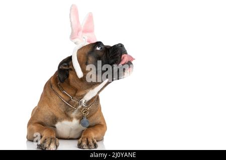 adorable boxer dog with pink bunny ears looking up side and panting while laying down isolated on white background in studio Stock Photo
