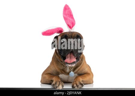 curious boxer dog with bunny ears headband looking up and sticking out tongue while laying down on white background in studio Stock Photo