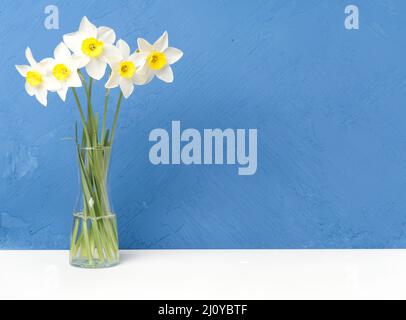 Bouquet of fresh flowers, daffodils in vase on white table, opposite blue textured concrete wall. Empty space for text. Stock Photo