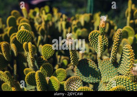 The cactus grows in hot and arid climates. The cactus grows in nature. Large needles of cacti are visible. Green cacti with long needles. Stock Photo