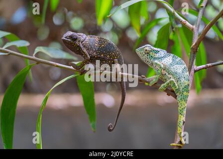 Two chameleons on a branch. Chameleo on Zanzibar Stock Photo