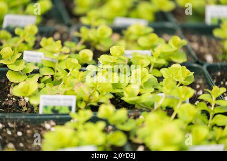 Abstract of Creeping Jenny, Lysimachia nummularia, ground cover plant growing in pots in a nursery. Selective focus with blurred foreground. Stock Photo
