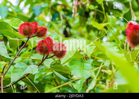 Close up of Bixa orellana or Anatto fruit tree in the forest Zanzibar, Tanzania Stock Photo