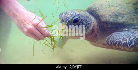 Giant sea turtle swims underwater. Sea life. Stock Photo