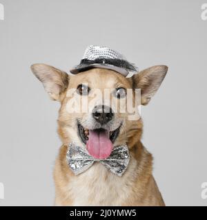 Cute dog wearing hat bow tie. High quality photo Stock Photo
