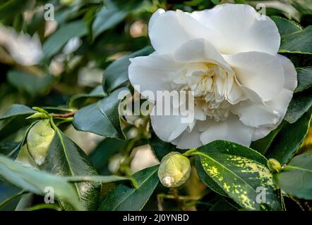 Closeup of white Camellia Japonica ‚Elegans Alba‘ flowers at Landschloss Zuschendorf, Saxony, Germany Stock Photo