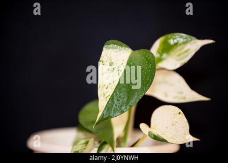 Golden ivy with water drops - heart leaf Stock Photo