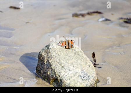 Peacock butterfly on a stone on the beach Stock Photo