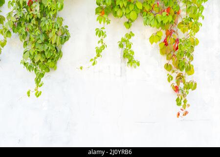 Green and red leaves of wild grapes on a plastered white wall. Stock Photo