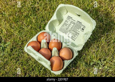 brown Hens eggs in egg carton in a garden Stock Photo