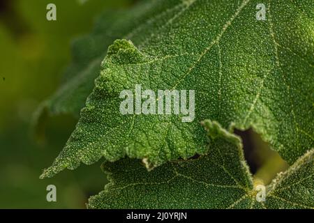 Abutilon vitifolium, INdian Mallow Foilage showing the leaf texture Stock Photo