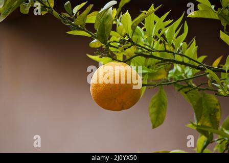 Branch of orange tree with ripe orange fruit against brown background in France in spring. Stock Photo