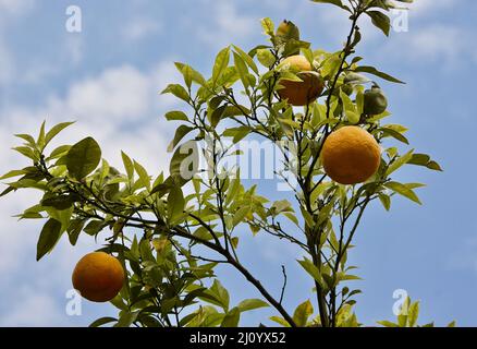 Top of orange tree with ripe orange fruits against blue sky background in France in spring. Stock Photo