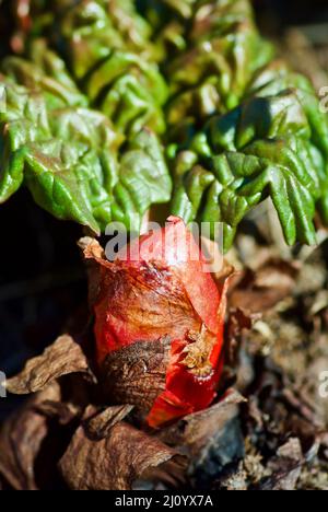 Rhubarb plant with red bud in the vegetable garden in Sweden in spring. Stock Photo
