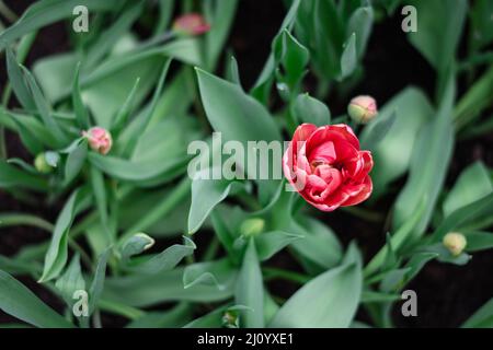 Red and white multi-flowered Double Late tulip (Tulipa) Drumline bloom in a garden Stock Photo