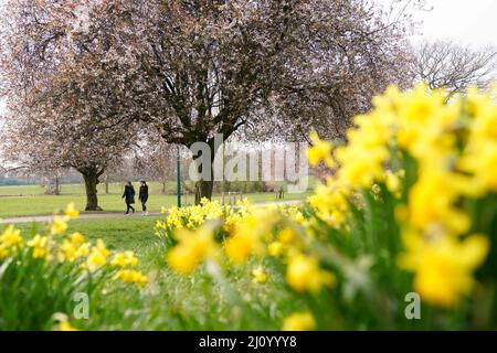 People walk by daffodils and flowering cherry blossom in War Memorial Park in Coventry. Picture date: Monday March 21, 2022. Stock Photo