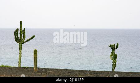 Cactus garden in Costa Teguise, Lanzarote, Canary Islands, Spain Stock ...