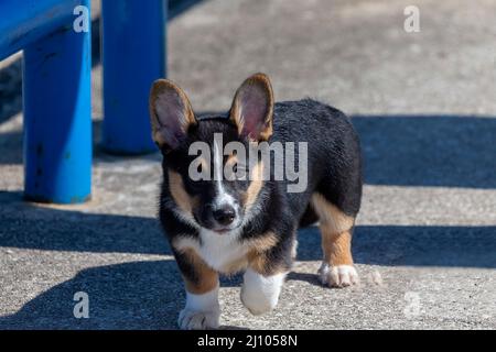 Tri-colored Pembroke Welsh Corgi - puppy Stock Photo