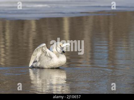 Trumpeter swan in northern Wisconsin. Stock Photo